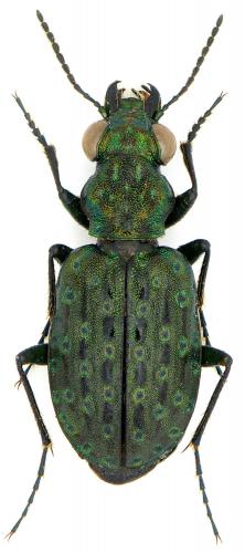 Elaphrus uliginosus