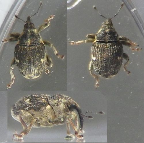 Réf. 130 303 : Nedyus quadrimaculatus