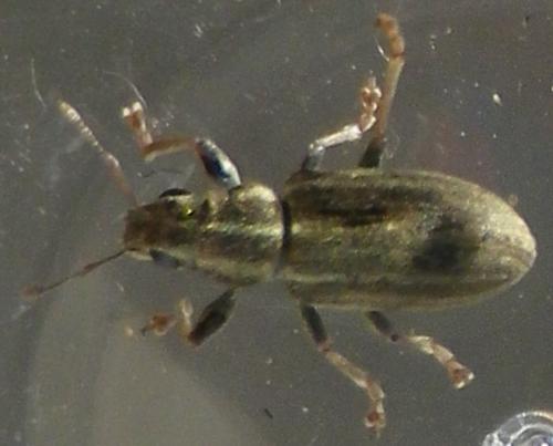 Sitona sp.