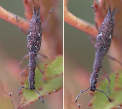 Rhadinosomus acuminatus