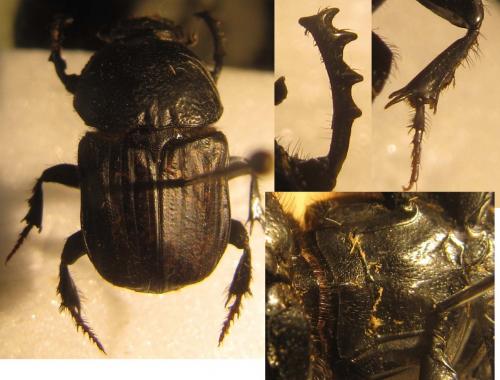 Réf. 130 612 : Cheironitis irroratus
