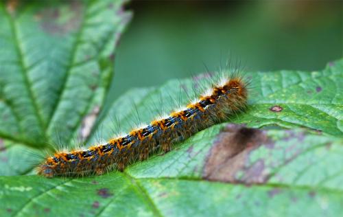 Lasiocampa quercus