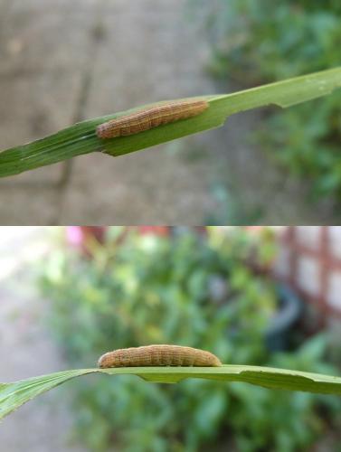 Mythimna sp.