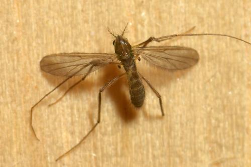 Réf. 130 354 : Polypedilum sordens