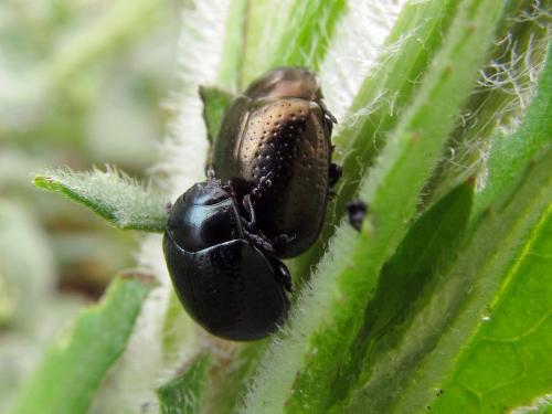 Chrysolina lepida