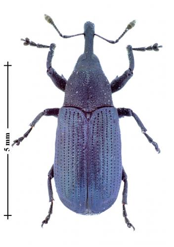 Magdalis violacea