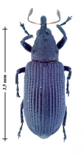 Réf. 130 139 : Magdalis ruficornis