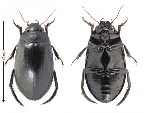 Meladema coriacea
