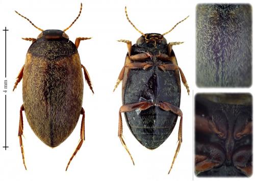 Hydroporus planus