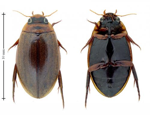 Rhantus suturalis