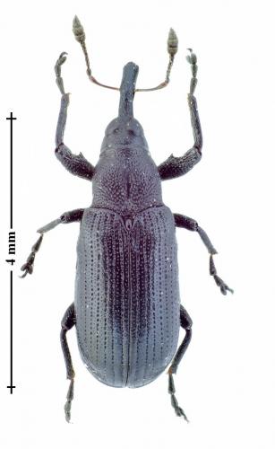 Magdalis nitida
