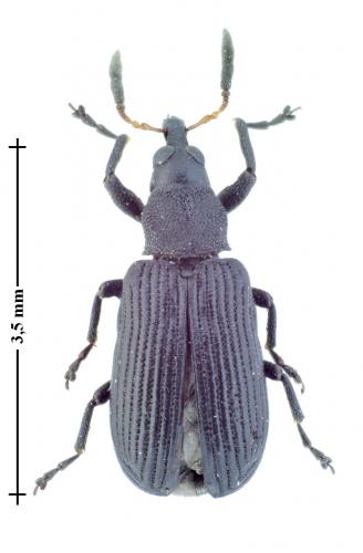 Réf. 130 048 : Magdalis barbicornis