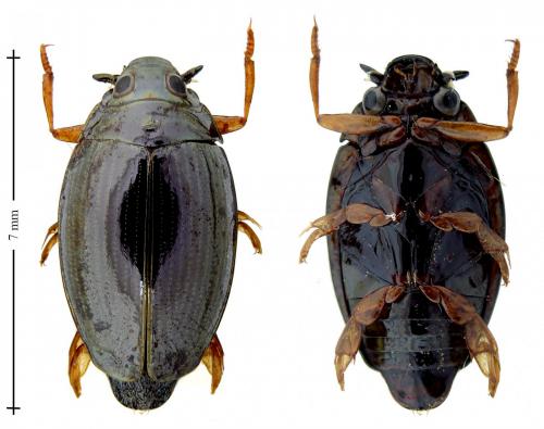 Gyrinus substriatus