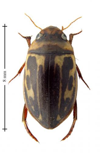 Platambus maculatus