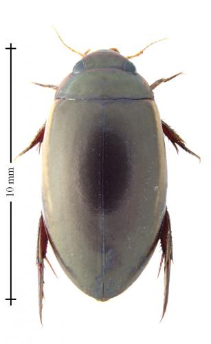 Réf. 130 900 : Ilybius fuliginosus