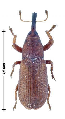 Magdalis rufa