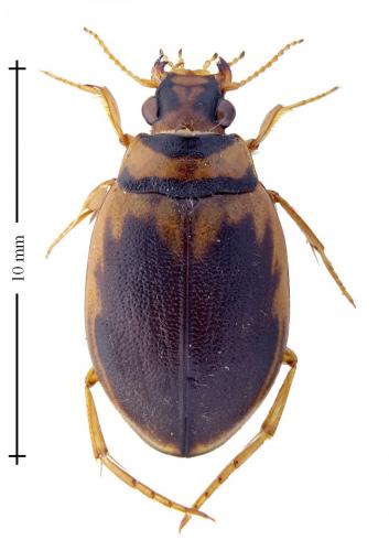 Hygrobia hermanni