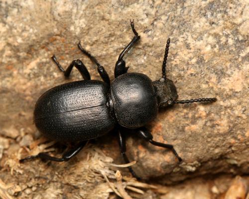 Réf. 130 156 : Scaurus atratus