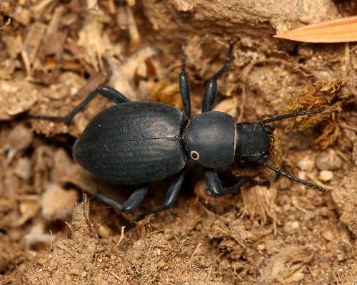 Réf. 130 158 : Tentyria ramburi