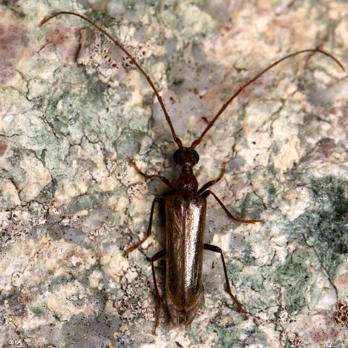 Réf. 130 278 : Vesperus luridus