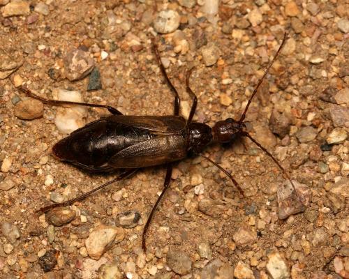 Vesperus luridus