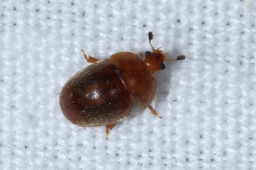 Cychramus luteus