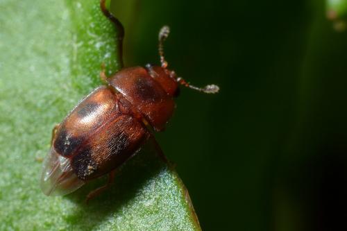 Epuraea ocularis