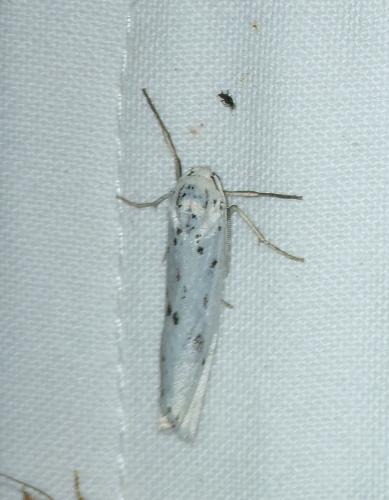 Coscinia cribraria