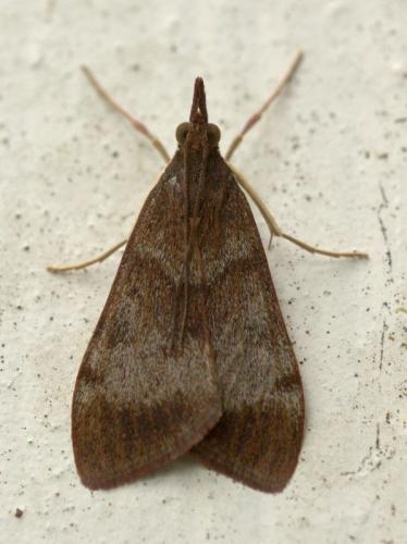 Uresiphita polygona maorialis
