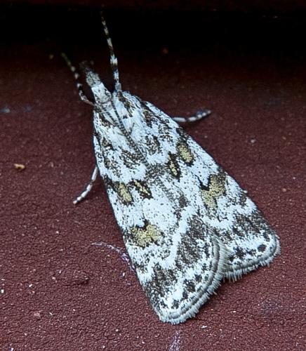 Réf. 130 630 : Scoparia sp.
