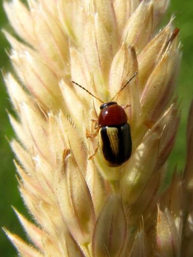 Cryptocephalus pulchellus