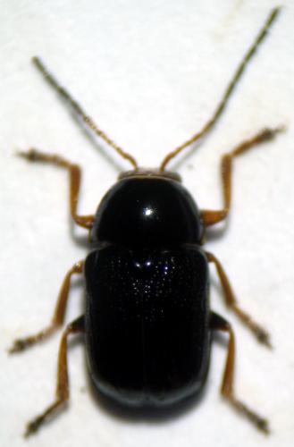Réf. 130 180 : Cryptocephalus bameuli