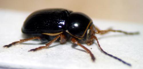 Cryptocephalus bameuli