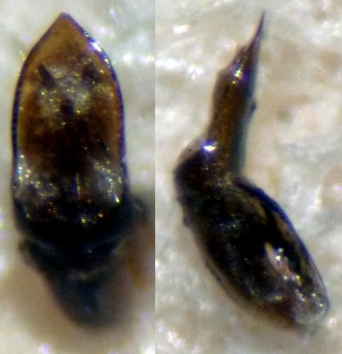Réf. 130 184 : Cryptocephalus bameuli