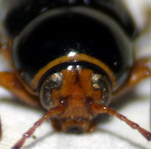 Réf. 130 182 : Cryptocephalus bameuli