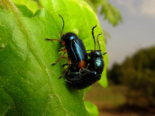 Réf. 130 710 : Cryptocephalus schaefferi