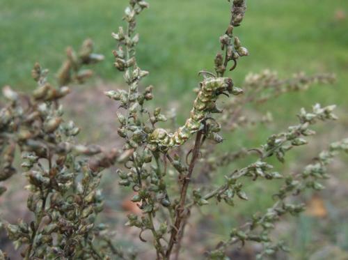 Cucullia argentea