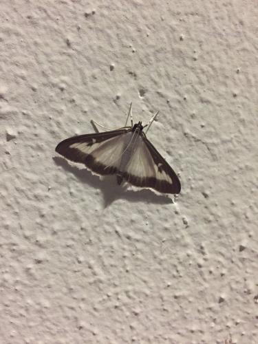 Cydalima perspectalis