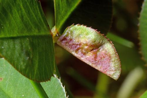 Dasineura trifolii