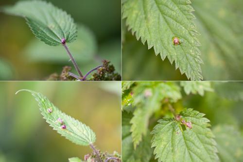Dasineura urticae