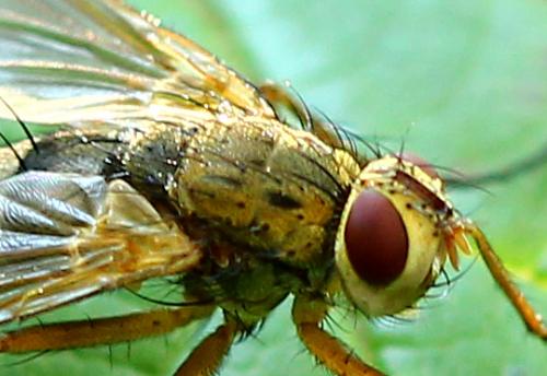 Dexiosoma caninum