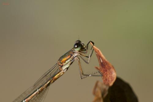 Lestes virens