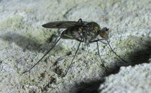 Liancalus virens