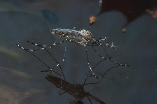 Réf. 130 892 : Culiseta annulata