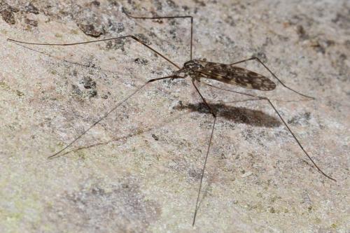 Réf. 130 969 : Dicranomyia sp.