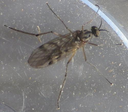 Sylvicola sp.