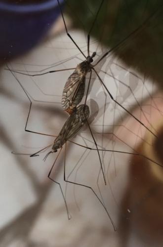 Tipula sp.