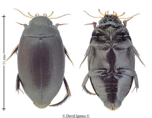 Réf. 130 623 : Agabus bipustulatus