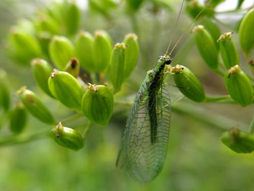 Réf. 130 043 : Chrysopa walkeri