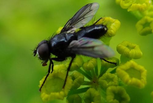 Réf. 130 045 : Nyctia halterata